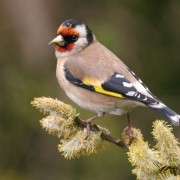Goldfinch 2